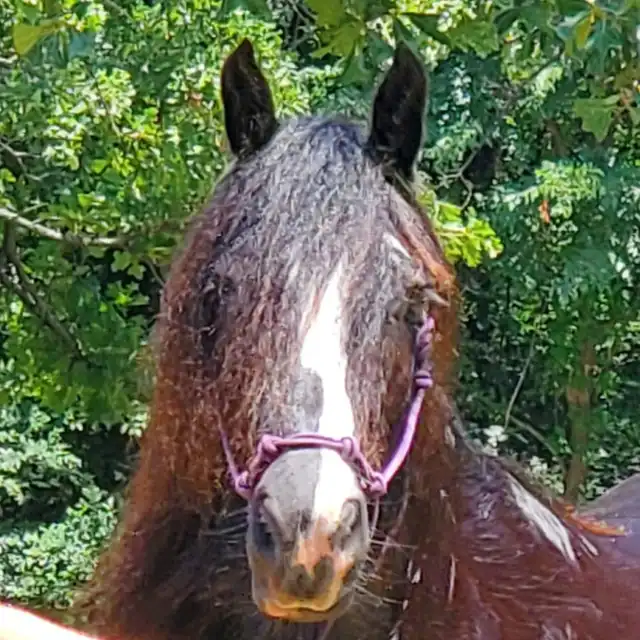 Rgr Shameless Indemnity - Media (Unknown)