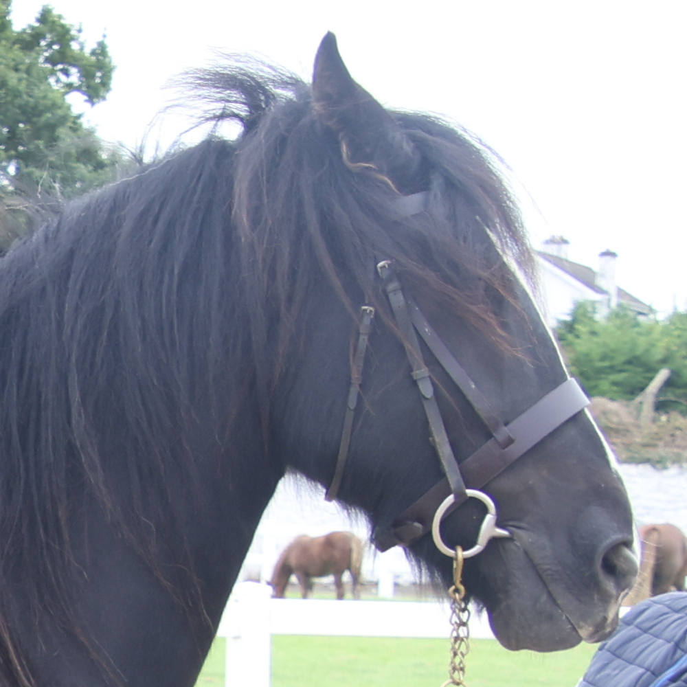 Cleggan Gw - Media (Unknown)