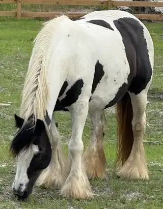 FLF Amazing Grace - Media (Unknown)