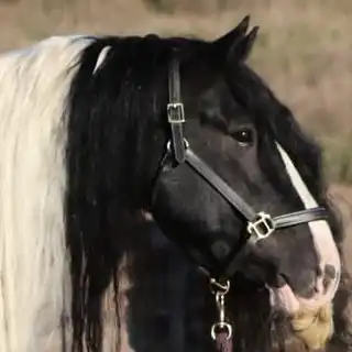 Lazarus of Feathered Gold - Media (Unknown)