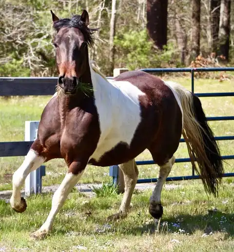 Country Sunset - Media (Unknown)