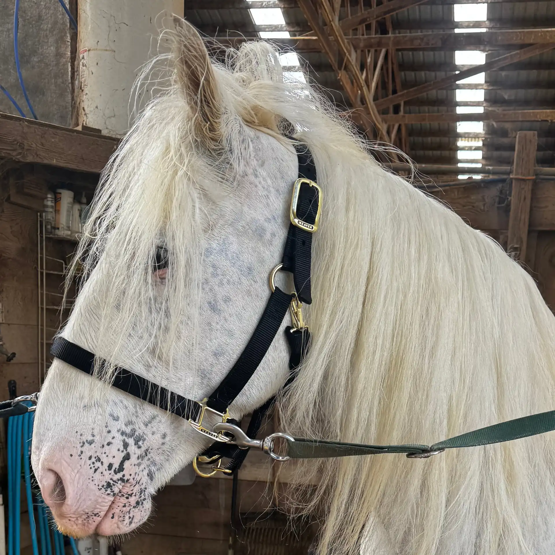 SD Connie’s Babe - Media (Unknown)