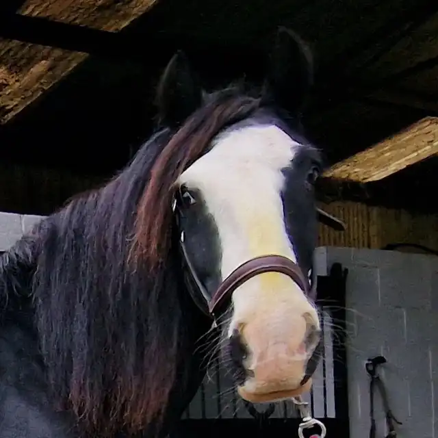 Dunsink Prince - Media (Unknown)