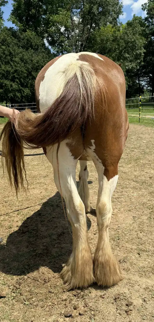 Preacher's Cherry Bomb - Media (Unknown)