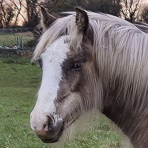 Rio - Media (Unknown)