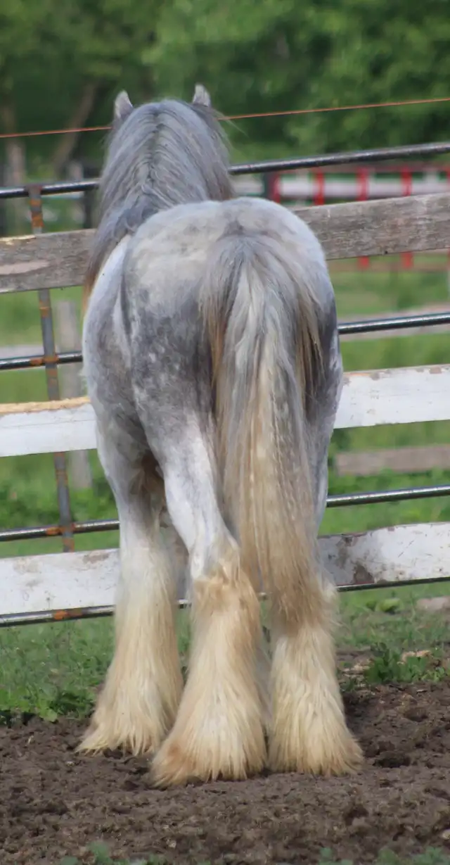 IconicCobs Maximus - Media (Unknown)