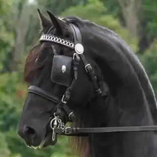 P.Wandert Pablo - Media (Unknown)