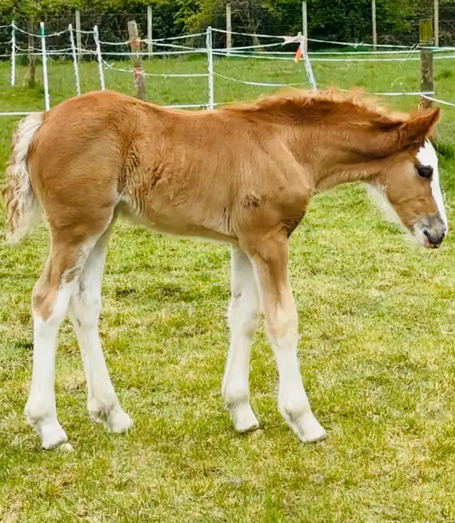 DEVINECOBS Devine's Simply Red - Media (Unknown)