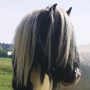 Poodle - Media (Unknown)