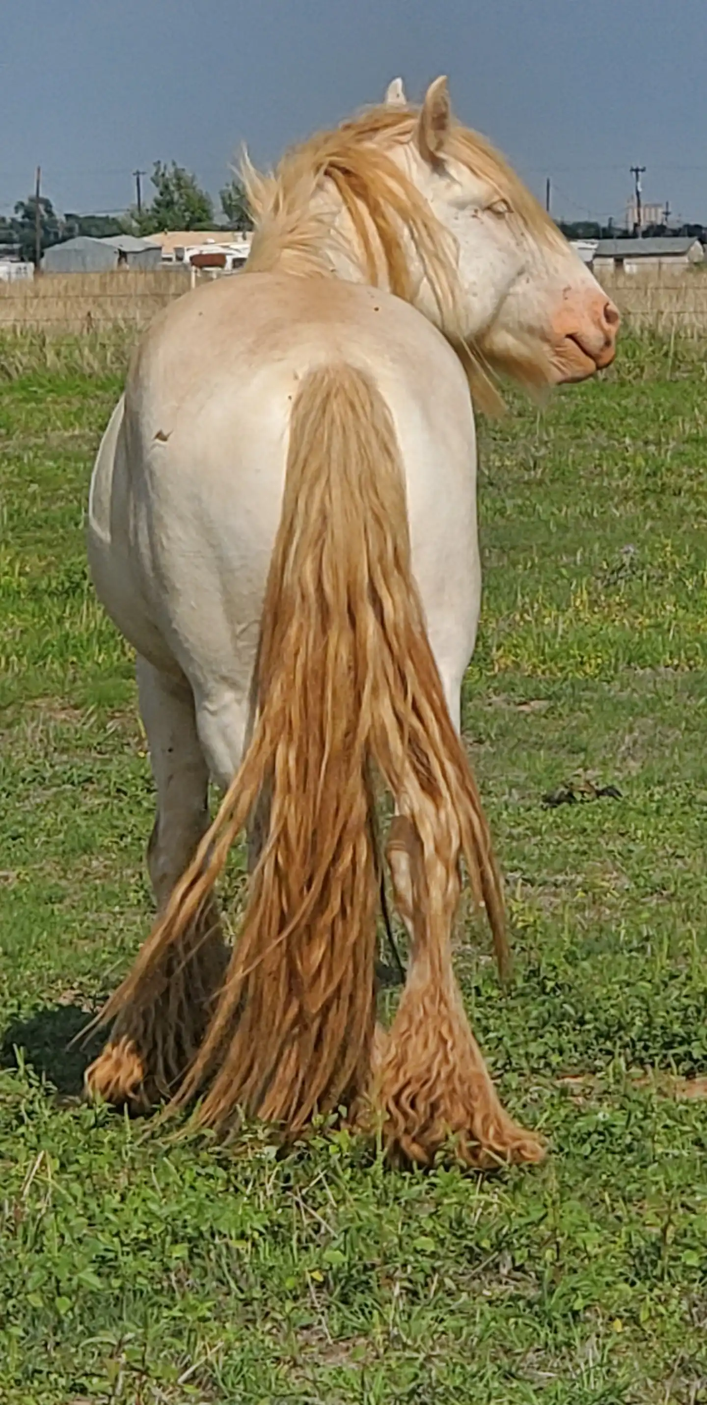 California Kid - Media (Unknown)