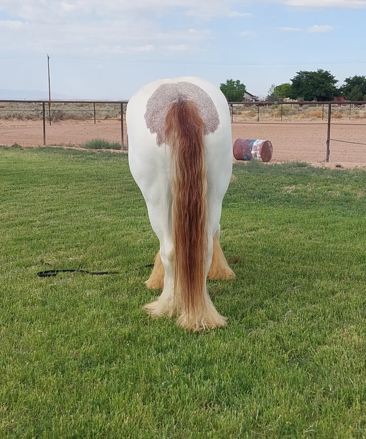 Aj's Odin of la Joya - Media (Unknown)