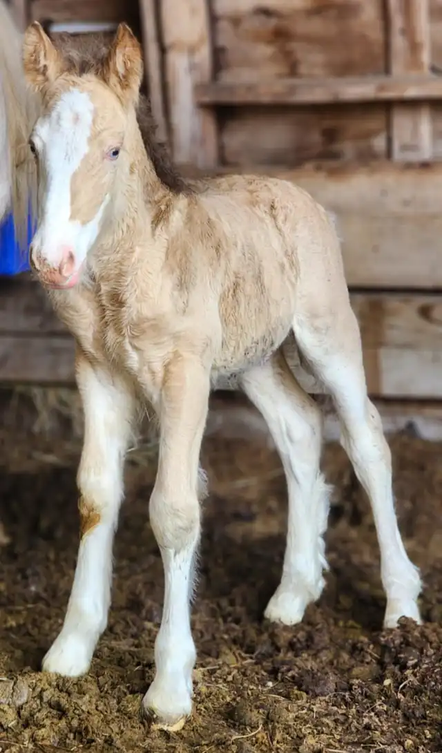 G.S Heaven's Champagne - Media (Unknown)