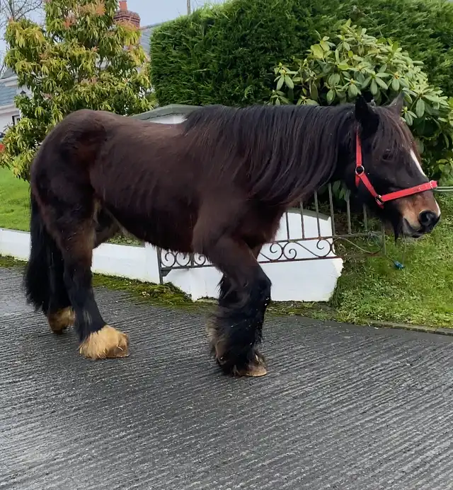 Black Bailie - Media (Unknown)