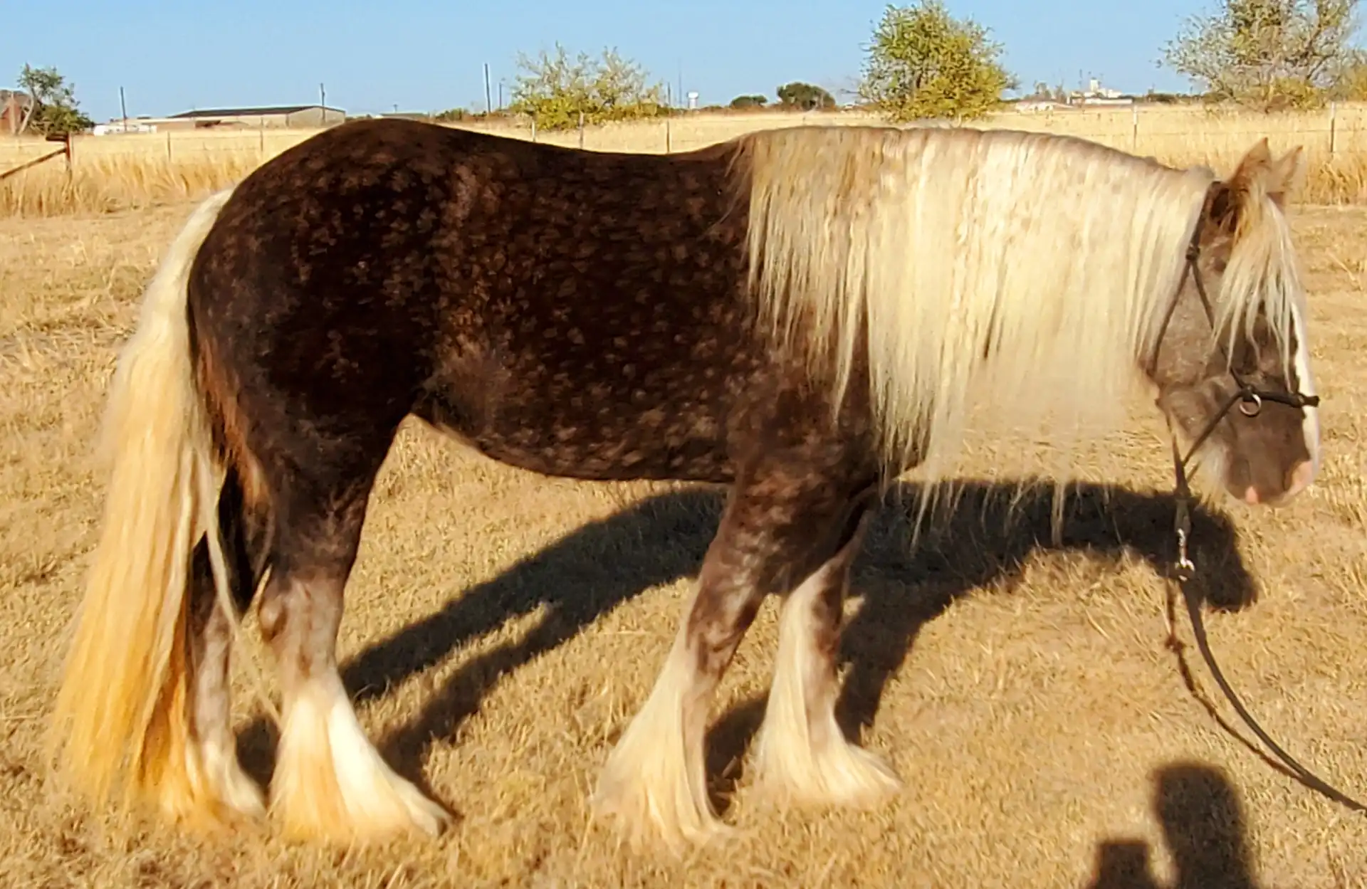 Thunders Silver Lace - Media (Unknown)