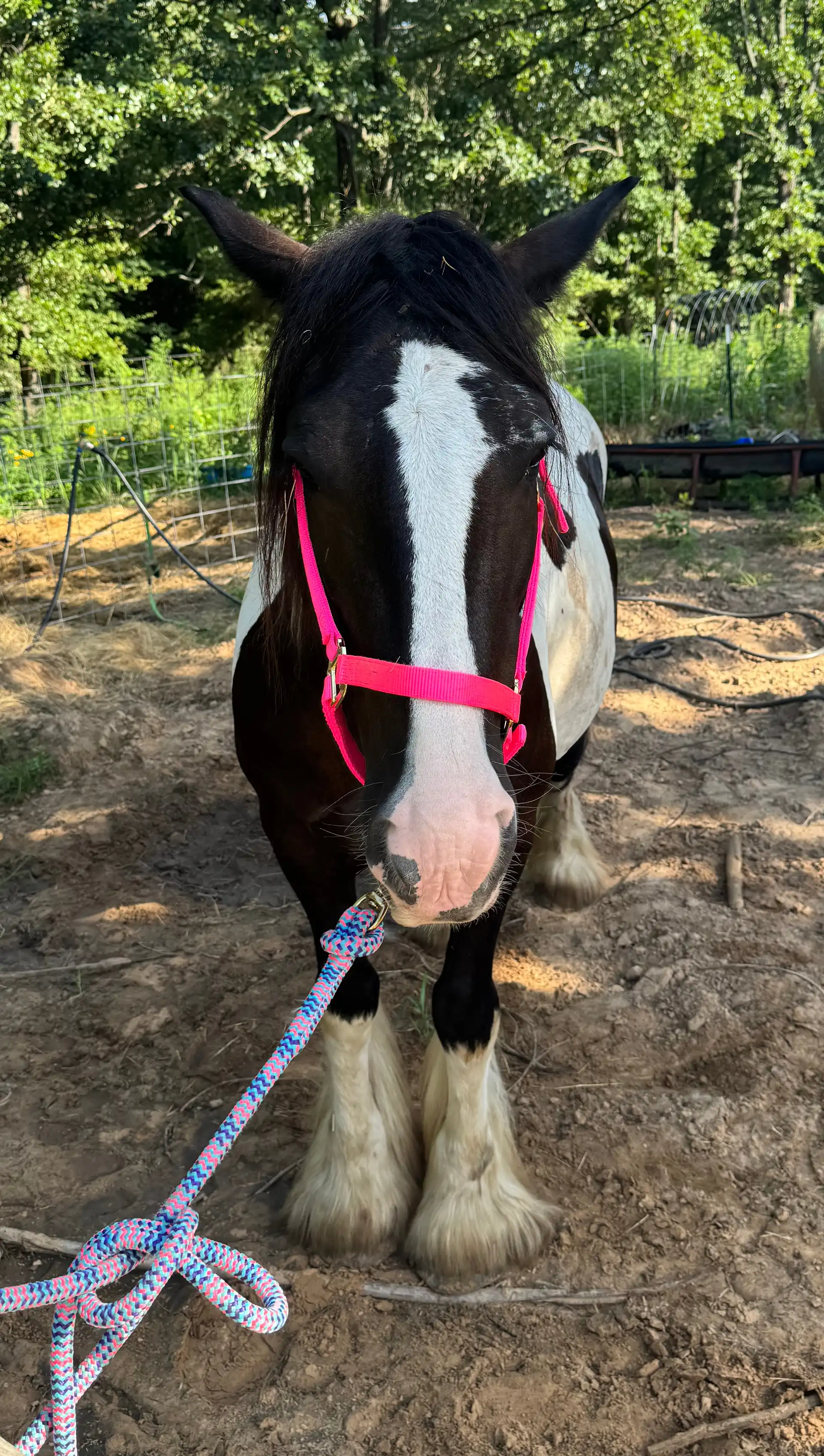 BR Tilly Tequila - Media (Unknown)