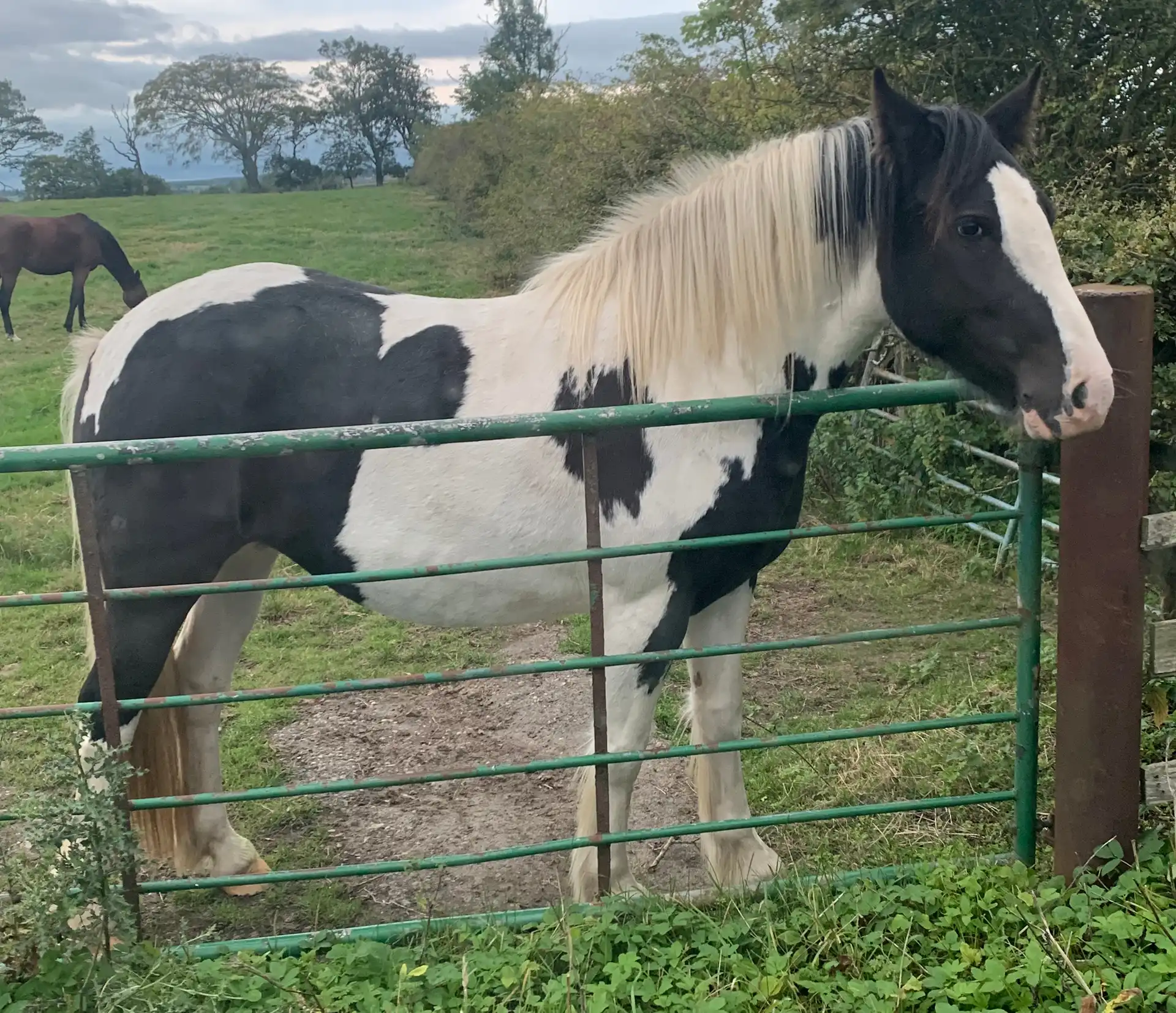 Amy’s Angel - Media (Unknown)