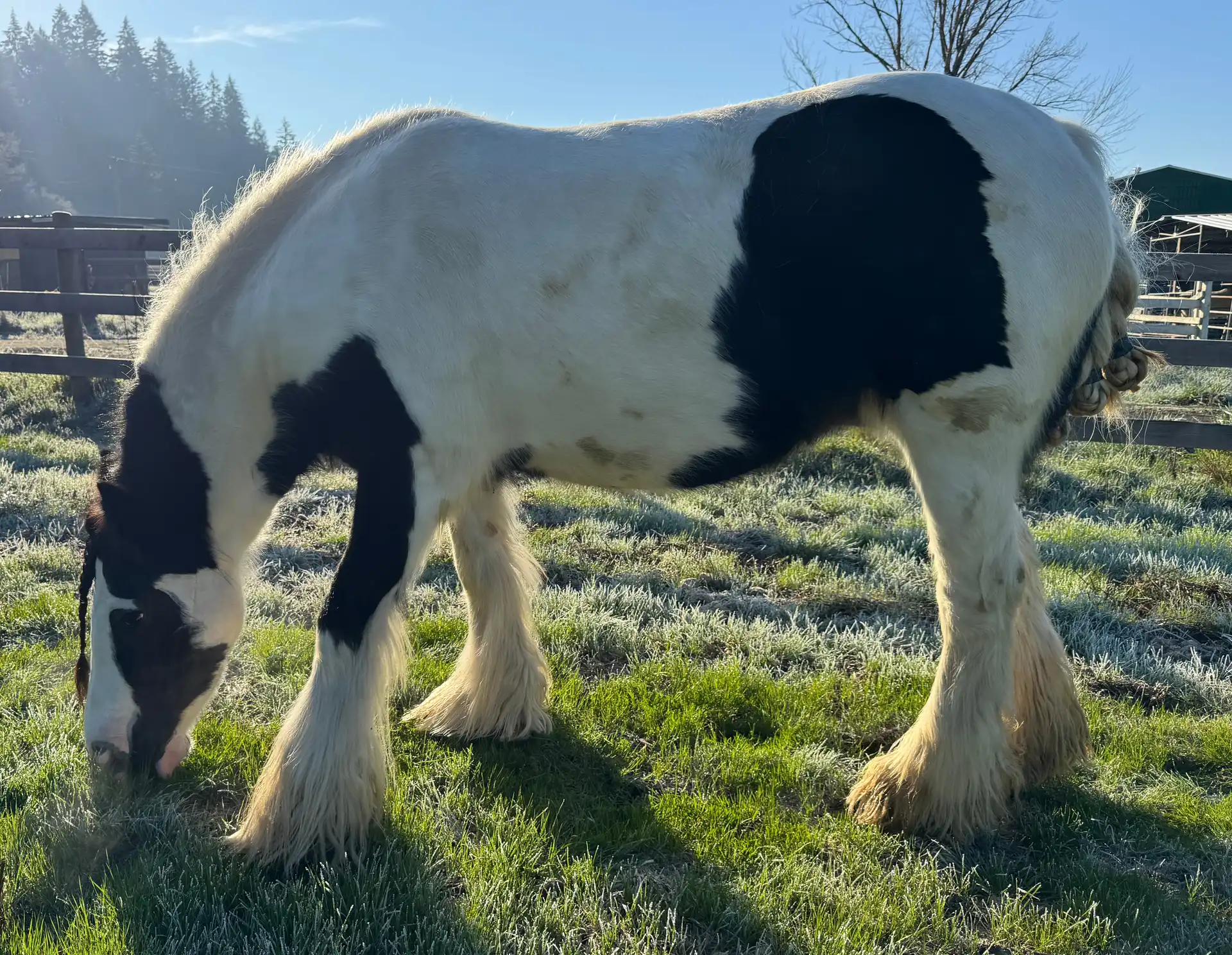 SD Dollys Big Delight - Media (Unknown)