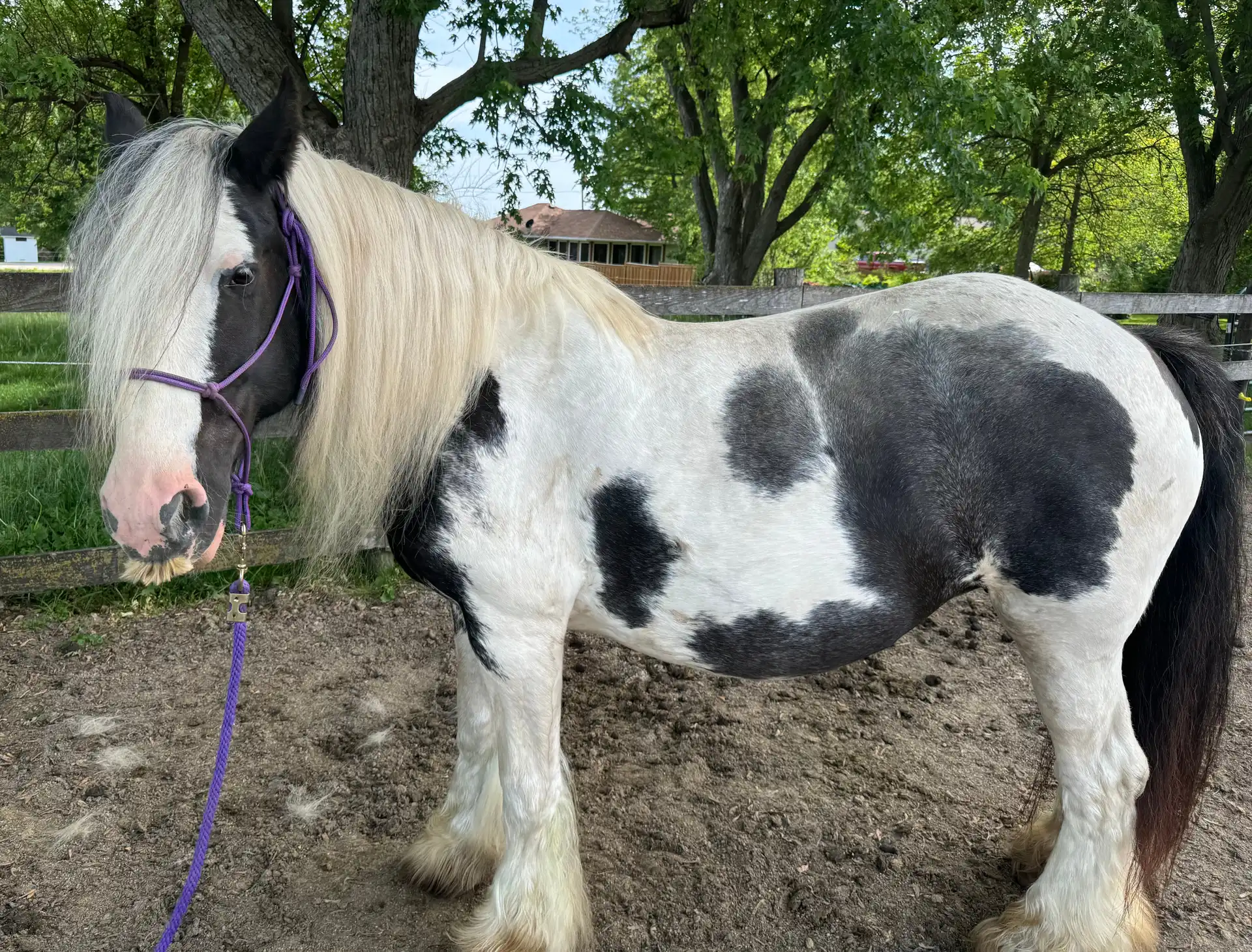 Kora - Media (Unknown)