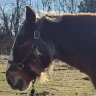 FDR The Preacher - Media (Unknown)