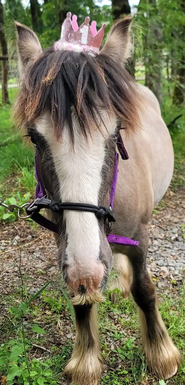 SSR Ladys Miracle - Media (Unknown)