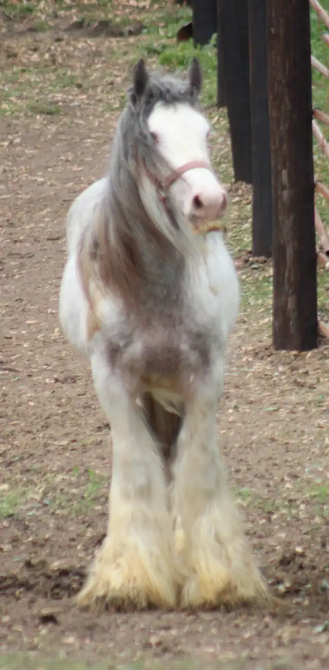 IconicCobs Maximus - Media (Unknown)