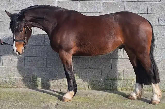 Glenbawn Biscuit, left side