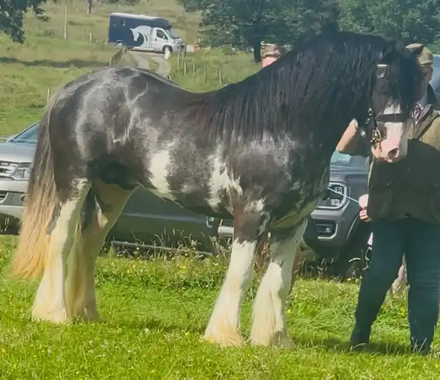 DEVINECOBS Devines King of the Bay - Media (Unknown)