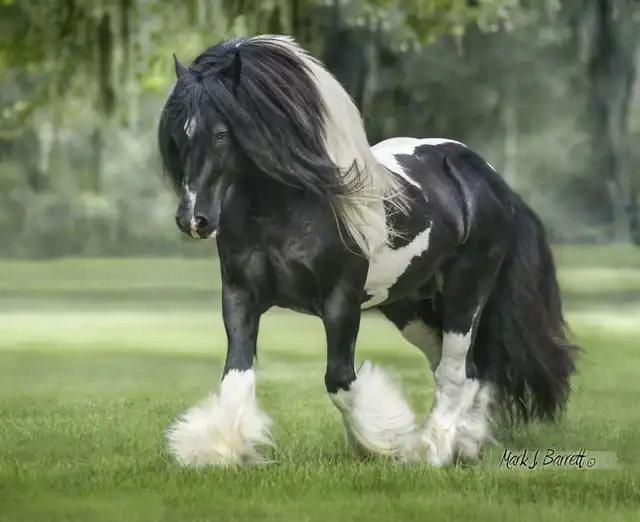 Verbal Pedigree - Media (1812)