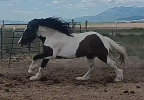 SAB Seven Days to Ragnarok - Media (Unknown)