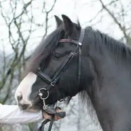 Nydal's Nelsson