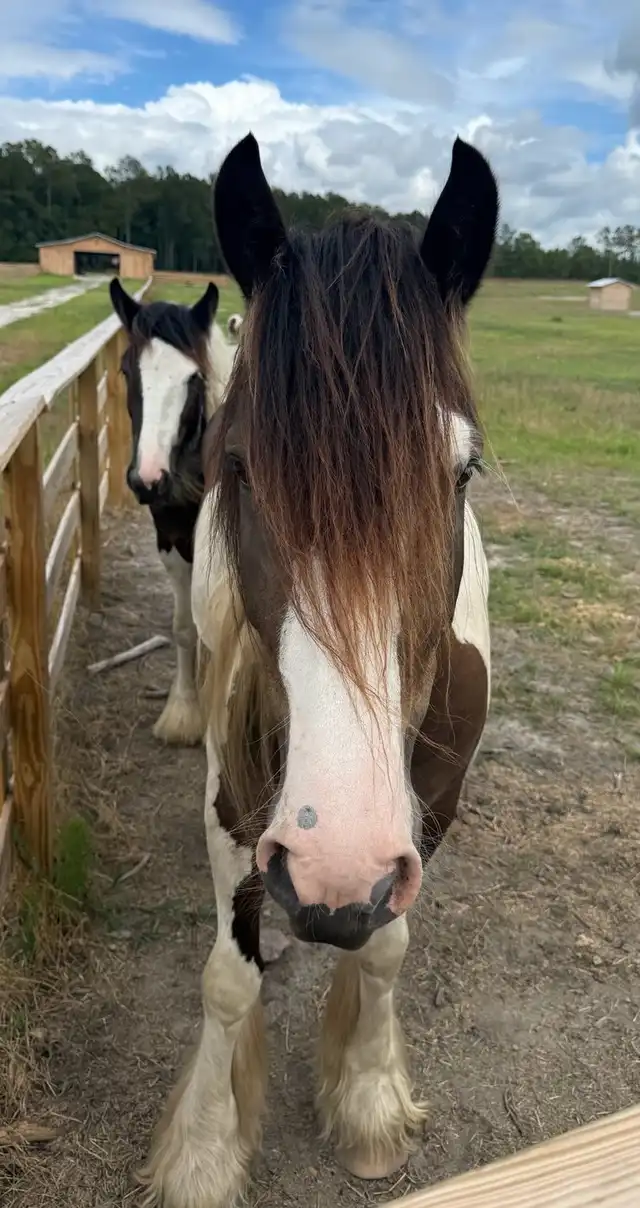 FLF Smokin Gun & Lace - Media (Unknown)