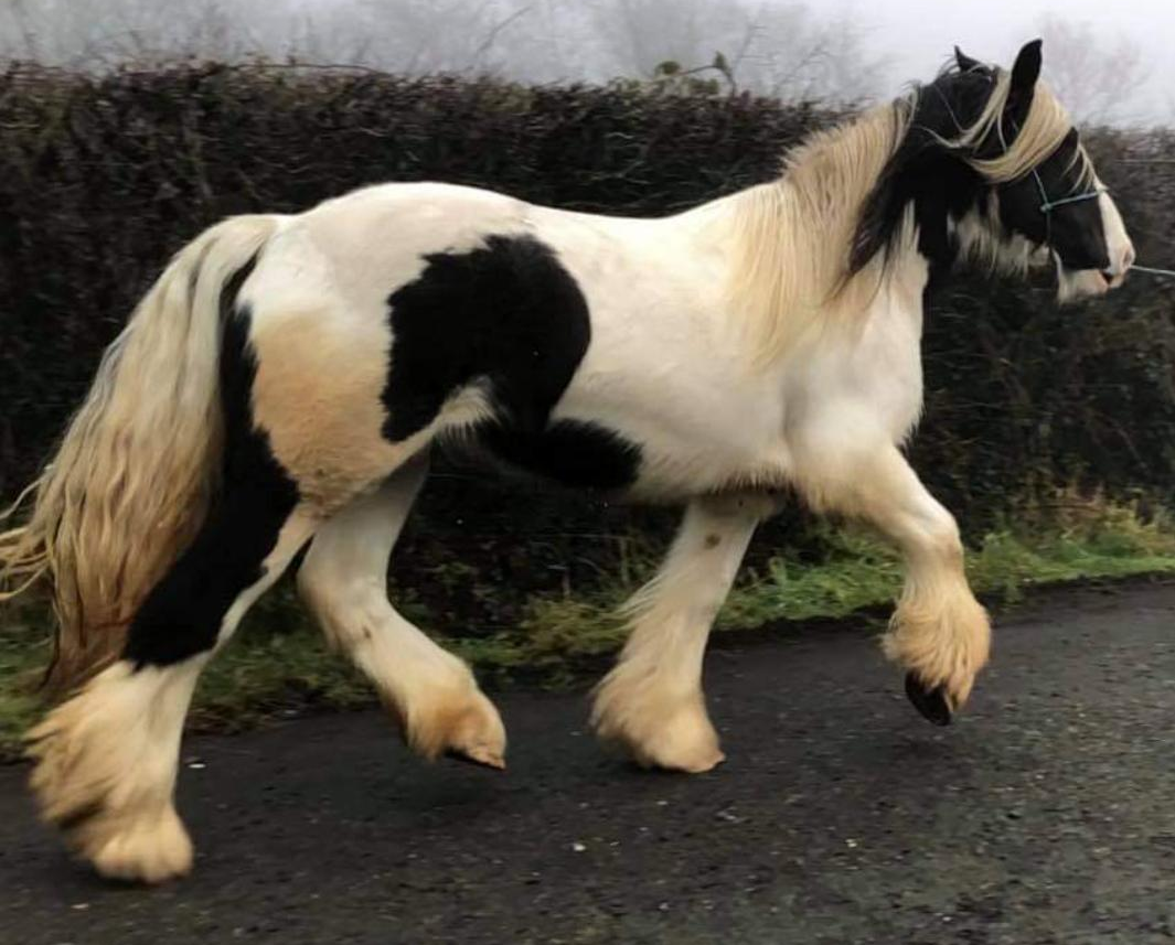 Harley Quinn - Media (Unknown)