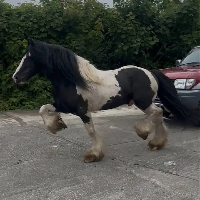 TCR Stepping Cob Show - Media (2277)