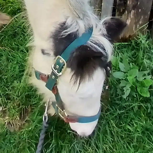 Lakeview Pandora - Media (Unknown)