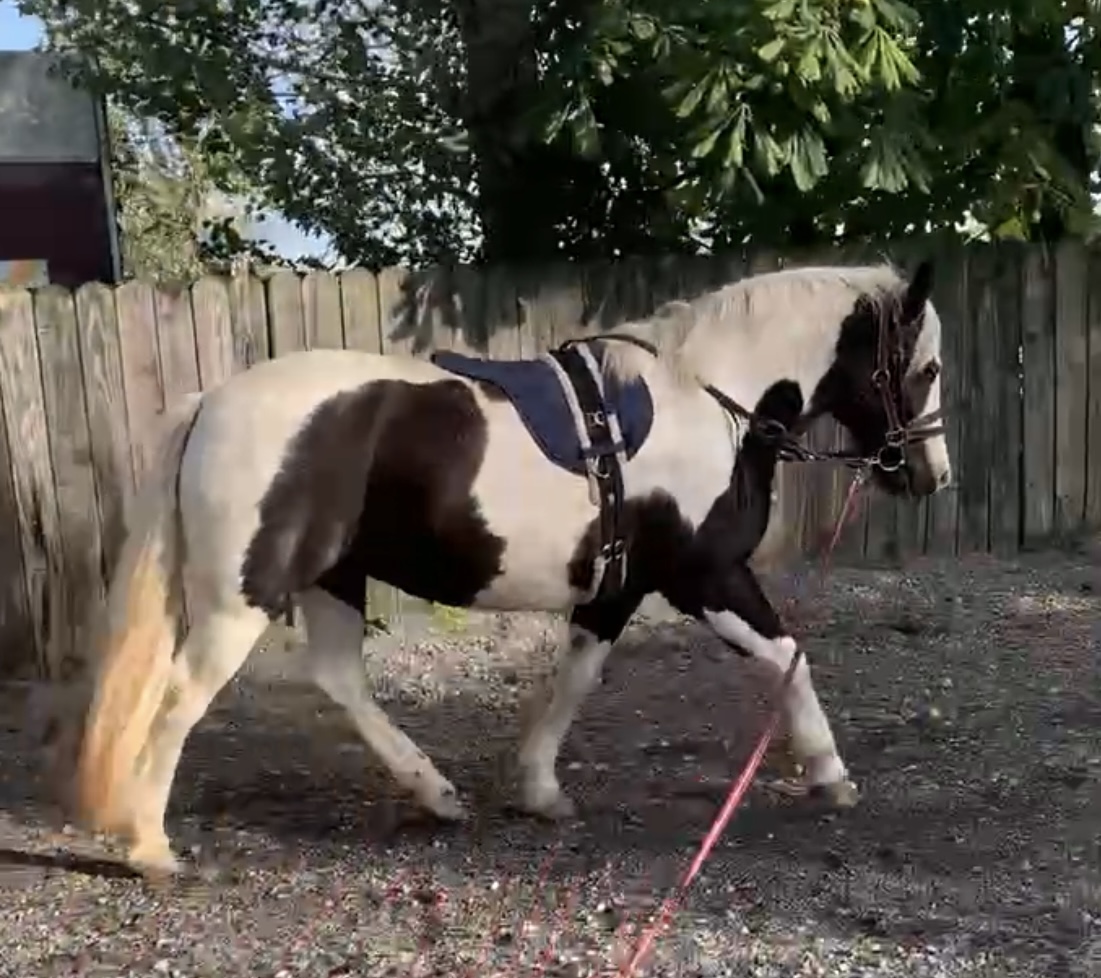 Moonlight Surprise - Media (Unknown)