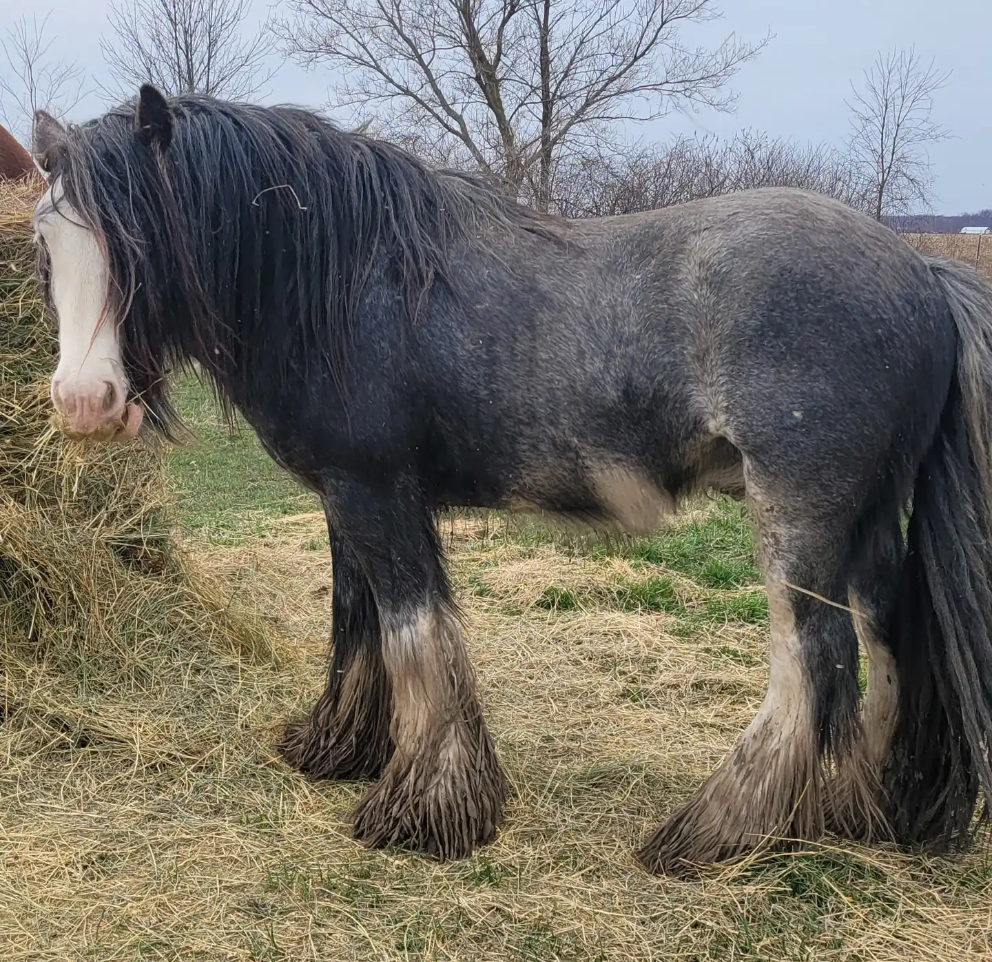 FTF The Kerry Prince - Media (Unknown)