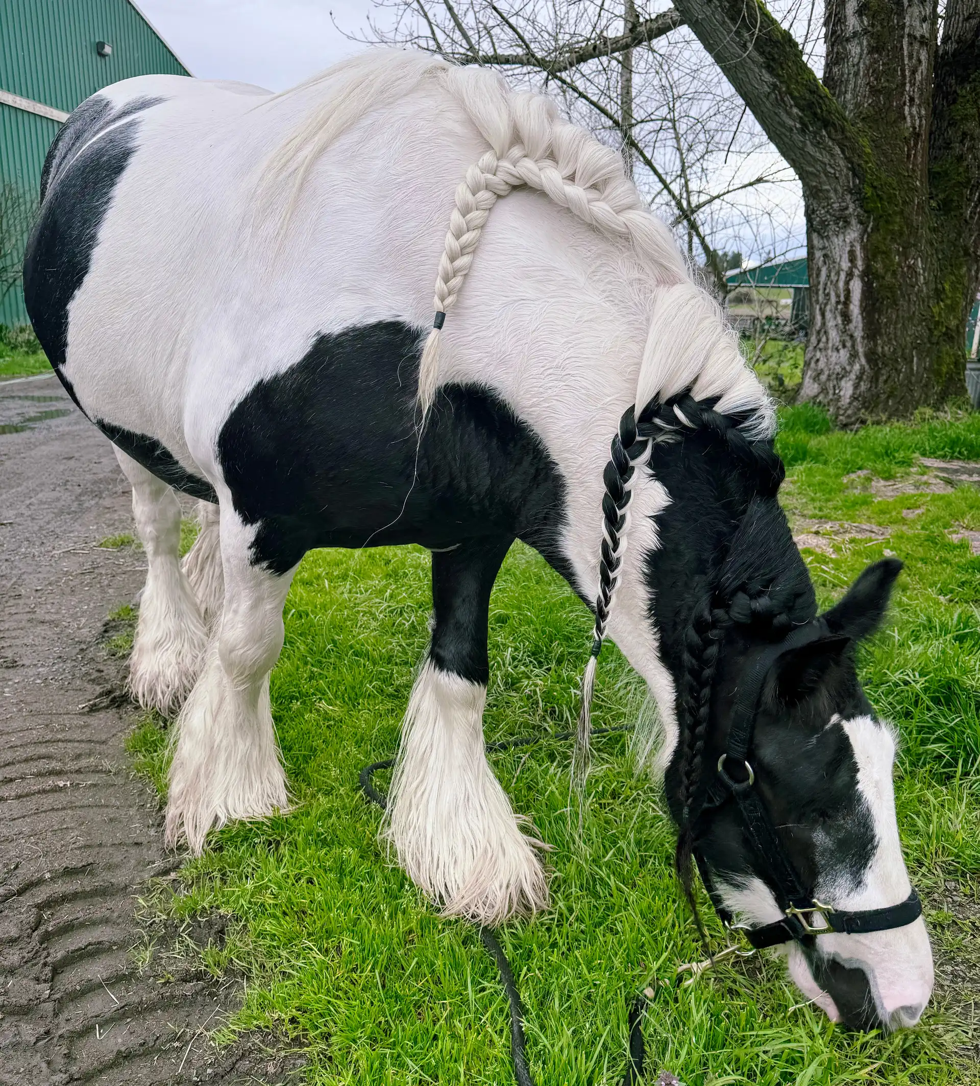 SD Dollys Big Delight - Media (Unknown)