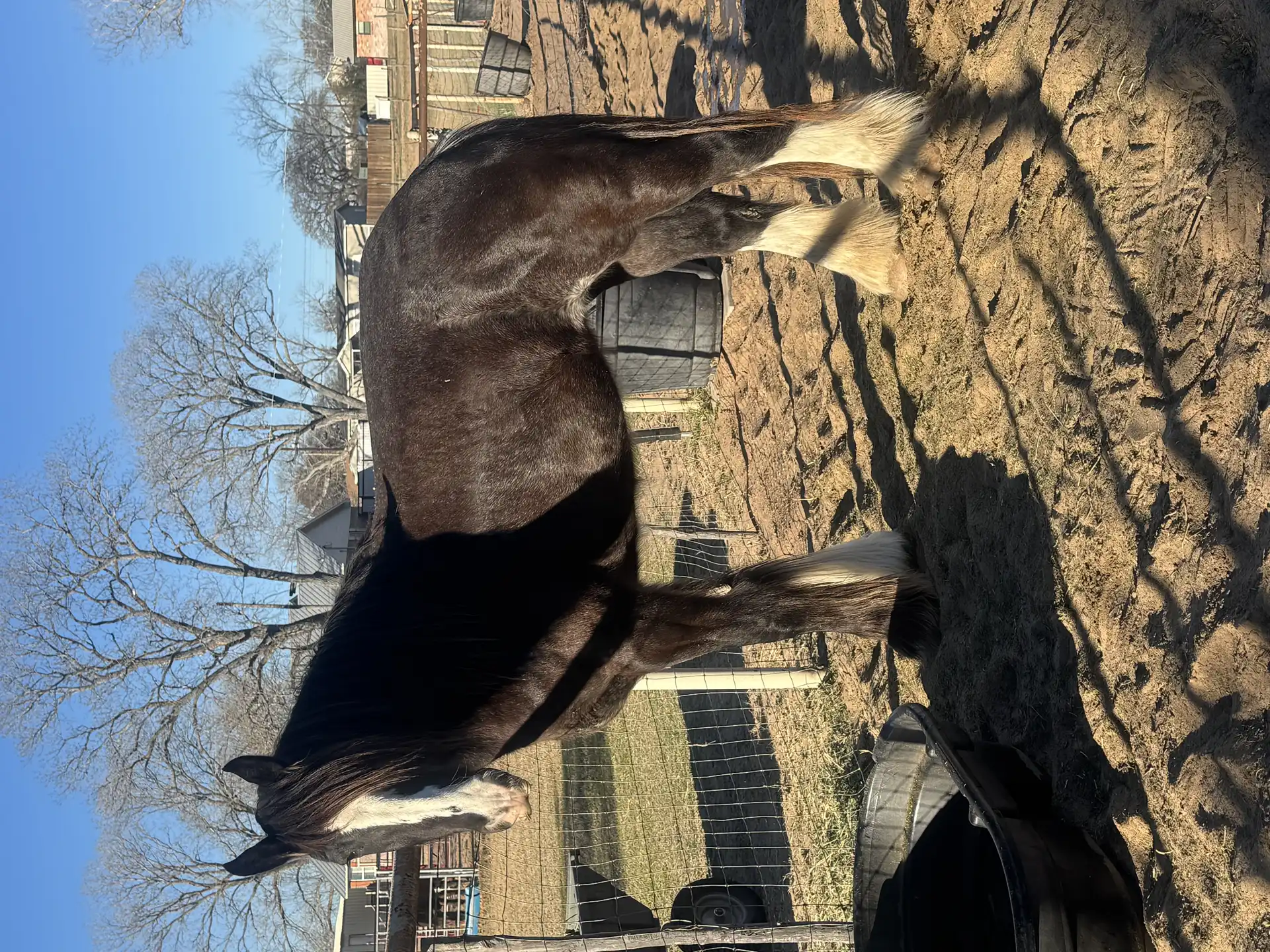 Irish cob  Nori - Media (Unknown)