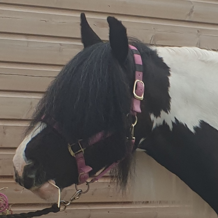 My Bonnie Lass - Media (Unknown)