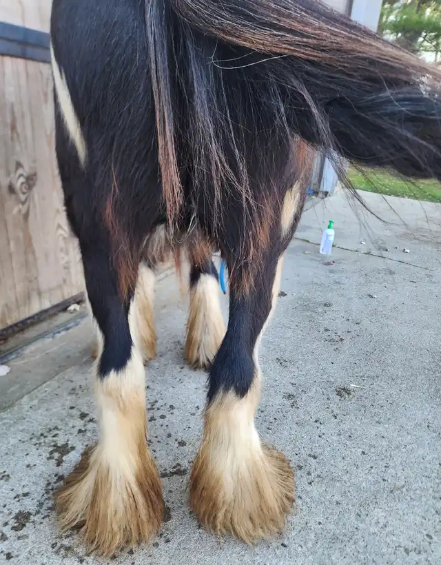 A Wizard's Spell Windsors Bexley - Media (Unknown)