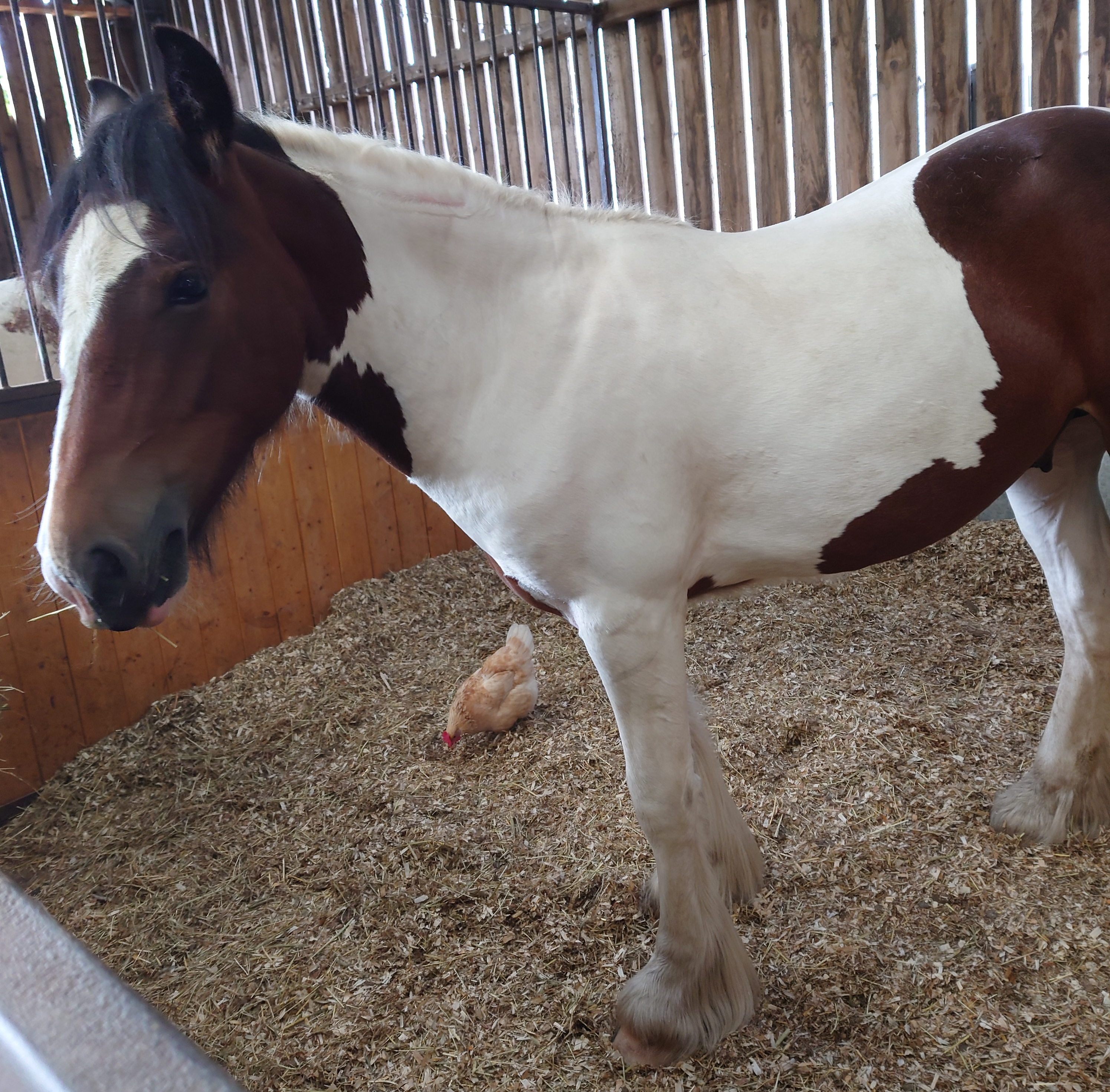 Shannonvalley Bramble - Media (Unknown)