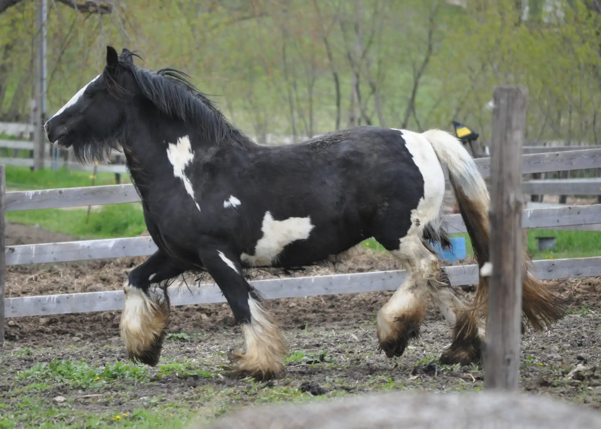 Princeabella - Media (Unknown)