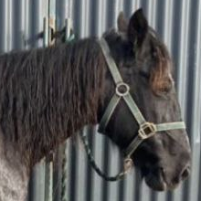 Lady Gray - Media (Unknown)