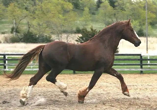 Verbal Pedigree - Media (1836)