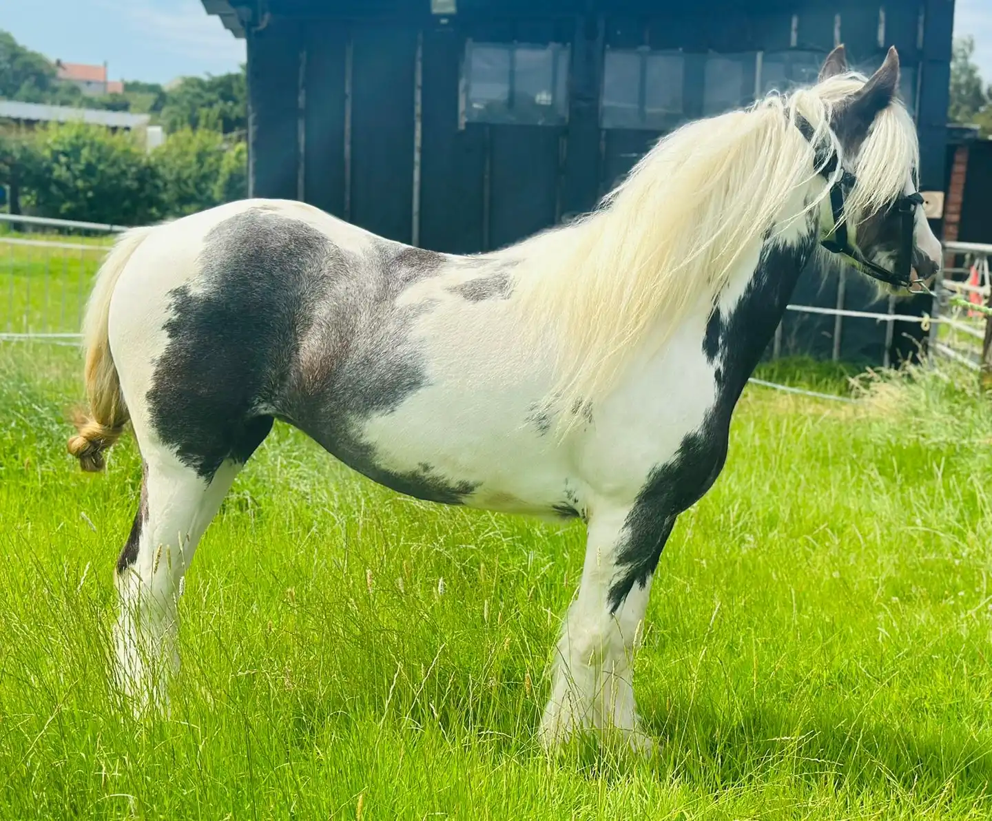 Hermits Divine - Media (Unknown)