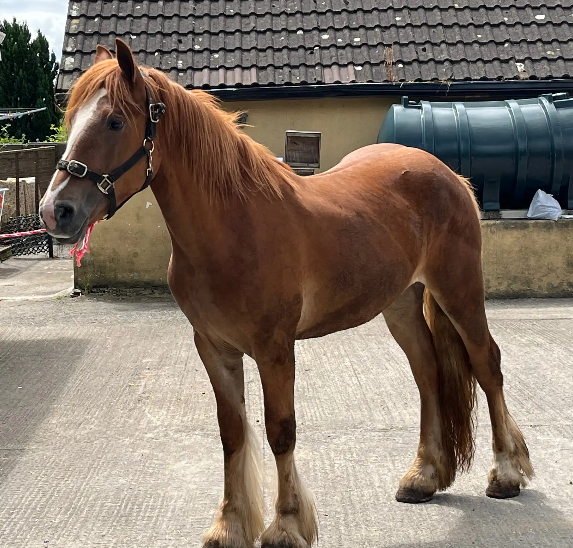 Ruby - Media (Unknown)