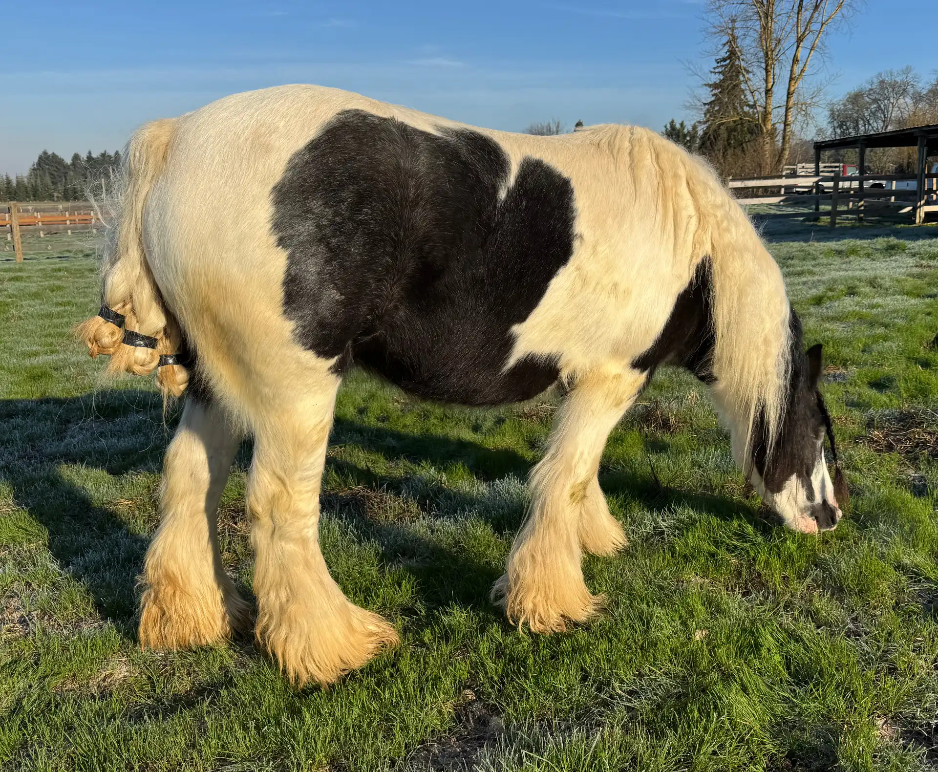 SD Dollys Big Delight - Media (Unknown)