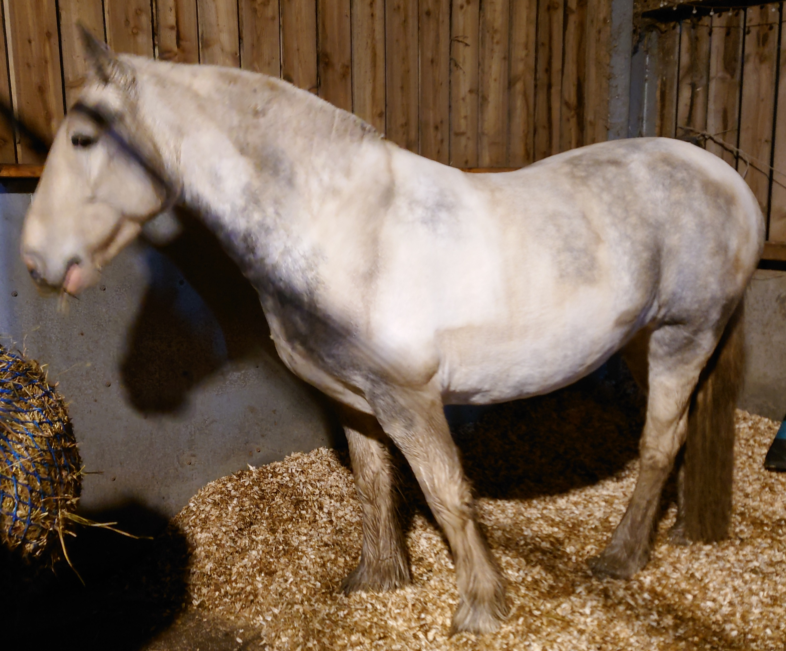 Shannonvalley KitKat - Media (Unknown)