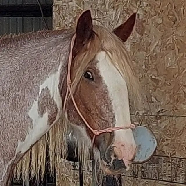 Aj's Odin of la Joya - Media (Unknown)