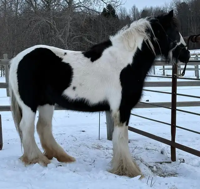 Gypsy Horse Ranch  Eclipse - Media (Unknown)